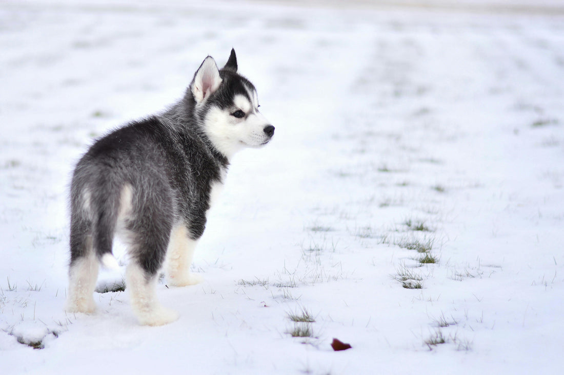 Hundehaltung im Winter: 7 wichtige Tipps