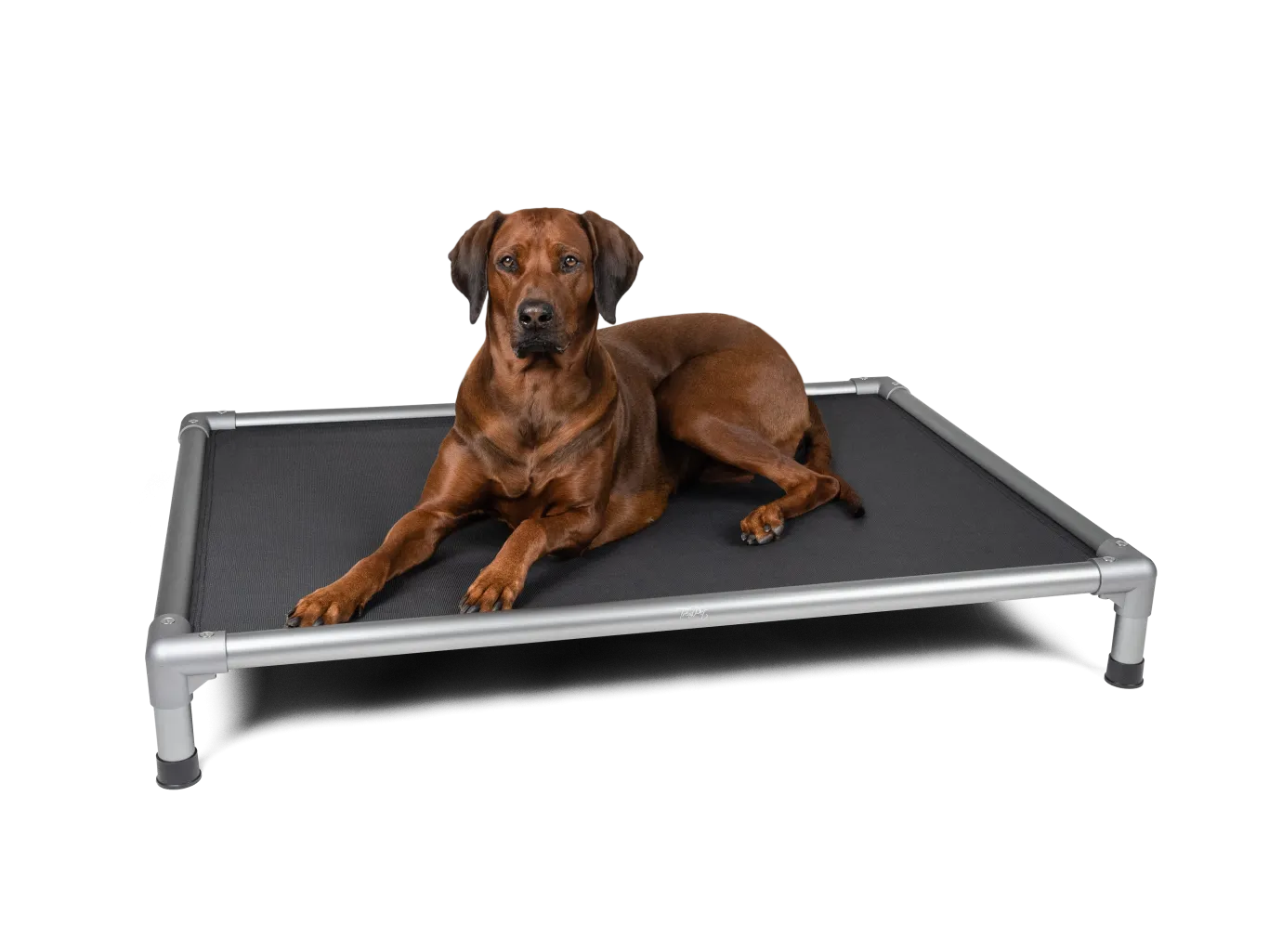 TrendPet Highbed