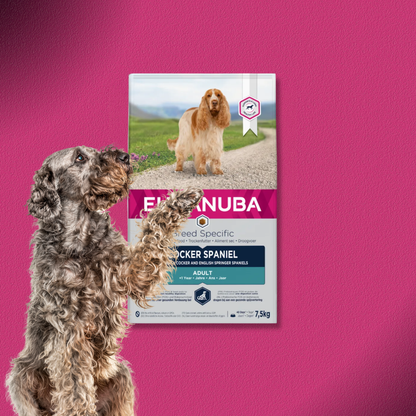 2x7,5kg Eukanuba Adult Breed Specific Cocker Spaniel
